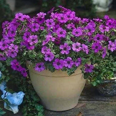 Герань пепельная 'Сатин' / Geranium cinereum 'Sateene'