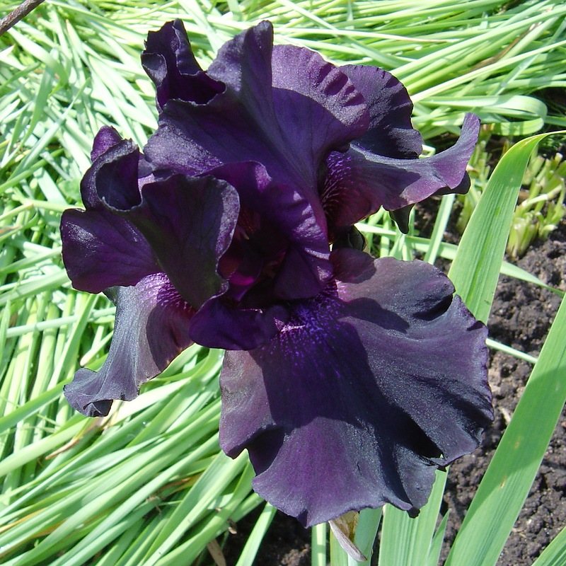 Ирис 'Суперстишн' / Iris germanica 'Superstition'