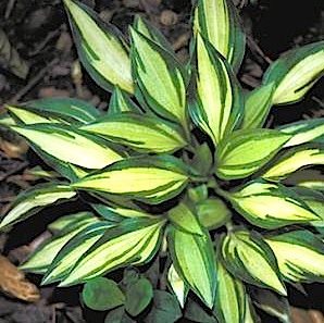 Хоста  'Тини-вини-Бикини' /       Hosta  hybride  'Teeny-weeny Bikini'