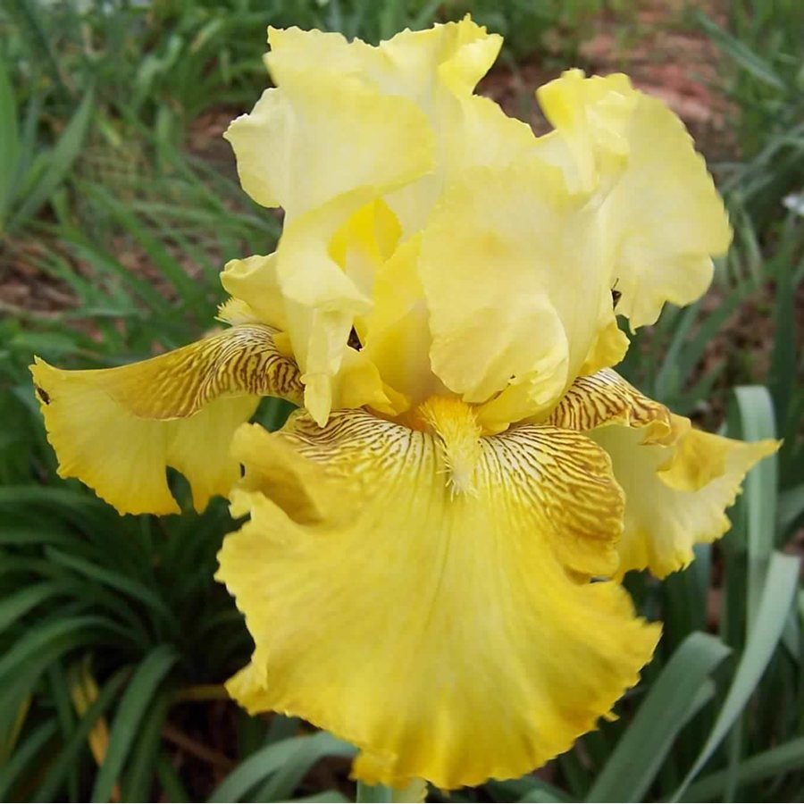Ирис 'Баквит' / Iris germanica 'Buckwheat'