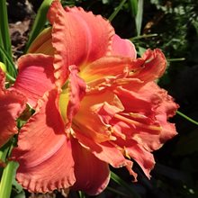 Лилейник 'Конго Корал' / Hemerocallis 'Congo Coral'