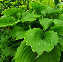 Хоста 'Мэрилин Монро' / Hosta 'Marilyn Monroe'