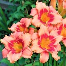 Лилейник 'Строберри Кэнди' / Hemerocallis 'Strawberry Candy'