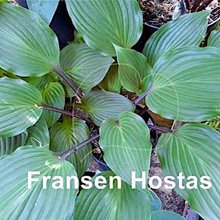 Хоста 'Холар Блэк Сван' / Hosta hybride 'Holar Black Swan'