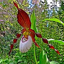 Башмачок 'Фрош Маунтэйн Кинг' / Cypripedium Frosch's Mountain King