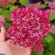 Гортензия древовидная 'Кэндибелл Сорбет' / Hydrangea arb. 'Candybelle Sorbet'