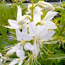 Ясенец белый 'Альбифлорус' / Dictamnus albus 'Albiflorus'