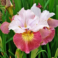 Ирис сибирский 'Шуга Раш' / Iris sibirica 'Sugar Rush'