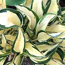 Хоста 'Раффлд Поул Маус' / Hosta 'Ruffled Pole Mouse'