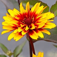 Гелиопсис 'Спарклинг Контраст' / Heliopsis helianthoides 'Sparkling Contrast'