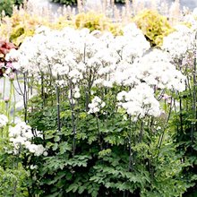 Василистник 'Нимбуc Уайт' / Thalictrum 'Nimbus White'