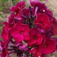 Флокс метельчатый 'Эсмеральда' / Phlox paniculata 'Esmeralda'