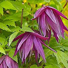 Клематис 'Перпл Сюрпрайз' / Clematis alpina 'Purple Surprise'