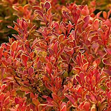 Барбарис 'Голдэн Руби' / Berberis thunbergii 'Golden Ruby'