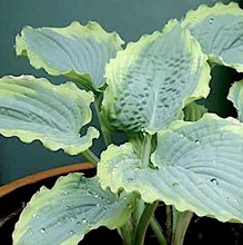 Хоста  'Спартакус' /      Hosta  hybride  'Spartacus'