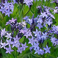 Амсония 'Блу Айс' / Amsonia 'Blue Ice'