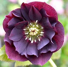 Морозник восточный 'Дабл Эллен Перпл' / Helleborus orientalis 'Double Ellen Purple'