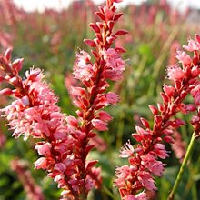 Горец  'Хай Сосьети' / Persicaria amplexicaule High Society'