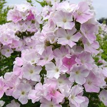 Флокс  метельчатый 'Кул Вотер' / Phlox  paniculata  'Cool Water'