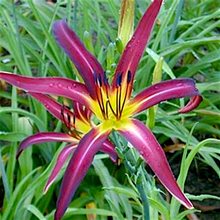 Лилейник 'Чокчерри Маунтин' / Hemerocallis 'Chokcherry mountain'