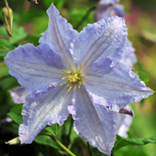 Клематис 'Блю Энджел' / Clematis 'Blue Angel'