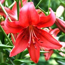 Лилия 'Перл Лорэйн' / Lilium 'Pearl Loraine'