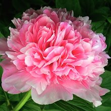 Пион 'Сэлмон Глори' / Paeonia lactiflora 'Salmon Glory'