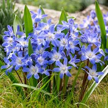 Хионодокса 'Блу Гигант' / Chionodoxa forbesii 'Blue Giant'