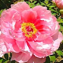 Пион древовидный 'Беничидори' / Paeonia suffrutiсosa 'Beniсhidori'