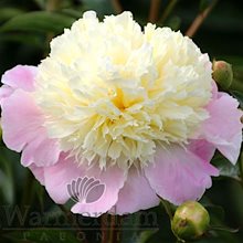 Пион 'Тач оф Класс' / Paeonia lactiflora 'Touch of Class'