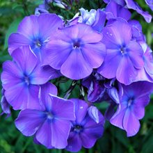 Флокс метельчатый 'Блу Парадайз' /                      Phlox paniculata 'Blue Paradise'