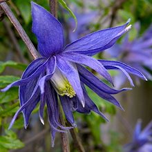 Клематис 'Лагун' / Clematis atragene 'Lagoon'