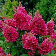 Гортензия метельчатая 'Мэджикал Везувио' / Hydrangea paniculata 'Magical Vesuvio'