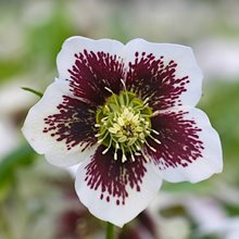 Морозник восточный 'Уайт Споттед' / Helleborus orientalis 'White Spotted'