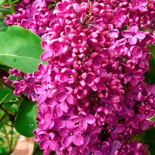 Сирень обыкновенная  'Сара Сандс' /  Syringa vulgaris 'Sarah Sands'