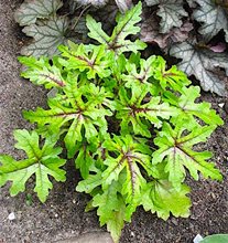 Тиарелла 'Старберст' / Tiarella 'Starberst'