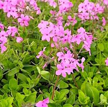 Флокс побегоносный 'Свит Седакшн Пинк' / Phlox st. 'Sweet Seduction pink'