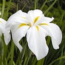 Ирис мечевидный 'Голд Баунд' / Iris ensata 'Gold Bound'