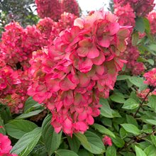 Гортензия метельчатая 'Бонфайер' / Hydrangea paniculata 'Bonfire'