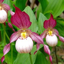 Башмачок 'Гизела' / Cypripedium Gisela
