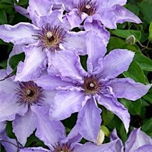 Клематис 'Миосотис' / Clematis 'Myosotis'