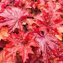 Гейхера 'Блади Дайнозавр' / Heuchera 'Bloody Dinozavr'