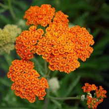 Тысячелистник 'Терракота' / Achillea 'Terracotta'