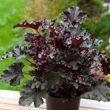 Гейхера 'Дарк Мистери' / Heuchera 'Dark Mystery'