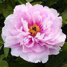 Пион древовидный 'Жу Хуа Сы Ю' / Paeonia suffrutiсosa 'Ru hua si yu / Flower-like jade / Jade Flower'