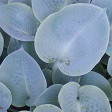 Хоста 'Паризиан Силк' / Hosta hybride 'Parisian Silk'