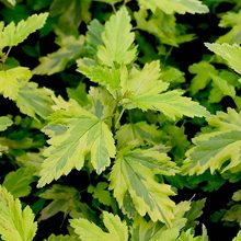 Пузыреплодник калинолистный 'Эннис Голд' / Physocarpus opulifolius 'Annys Gold'