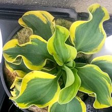 Хоста 'Маус Кэпэйдс' / Hosta  'Mouse  Capades'