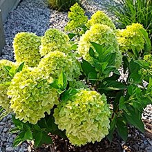 Гортензия метельчатая 'Пандора' / Hydrangea paniculata 'Pandora'