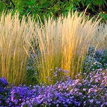 Вейник 'Карл Форстер' / Calamagrostis  acutiflora  'Karl Foerster'